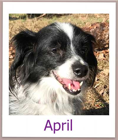 April Tierschutz Zypern Hund prof 2