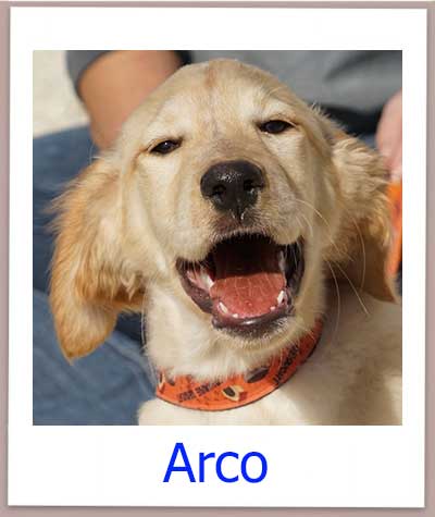 Arco Tierschutz Zypern Hund prof