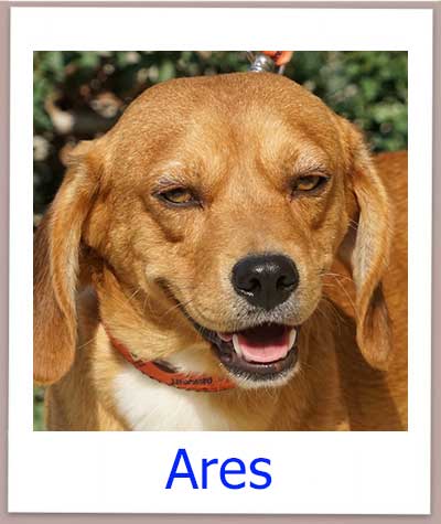 Ares Tierschutz Zypern Hund prof