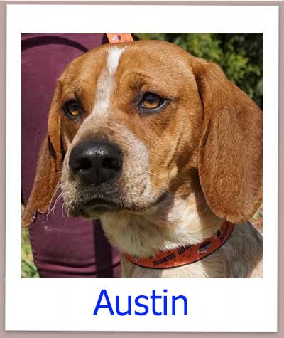 Austin Tierschutz Zypern Hund prof