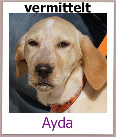 Ayda Tierschutz Zypern Hund vermittelt