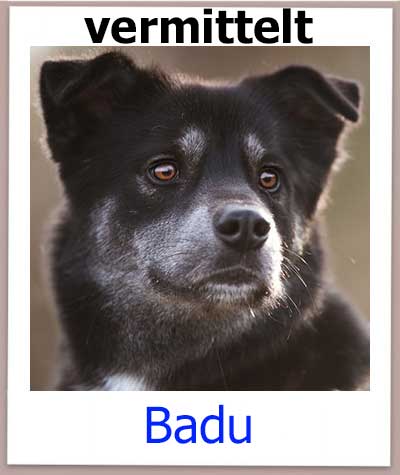 Badu Tierschutz Zypern Hund vermittelt 1