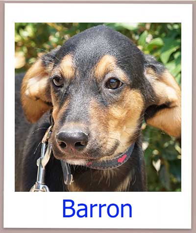 Barron Tierschutz Zypern Hund prof
