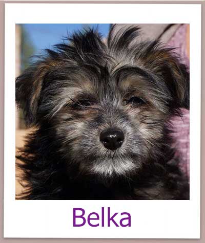 Belka Tierschutz Zypern Hund prof