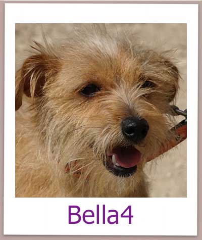 Bella4 Tierschutz Zypern Hund prof
