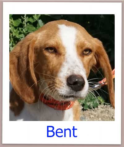Bent Tierschutz Zypern Hund prof