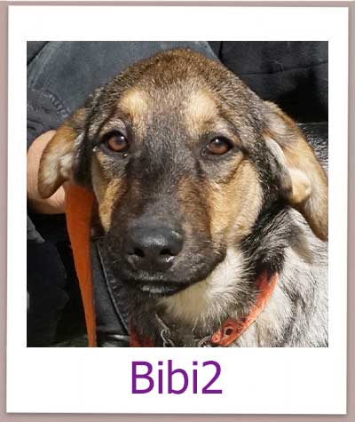 Bibi2 Tierschutz Zypern Hund prof 1