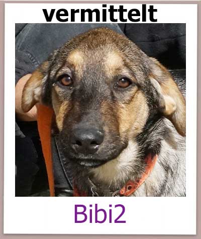 Bibi2 Tierschutz Zypern Hund vermittelt 1
