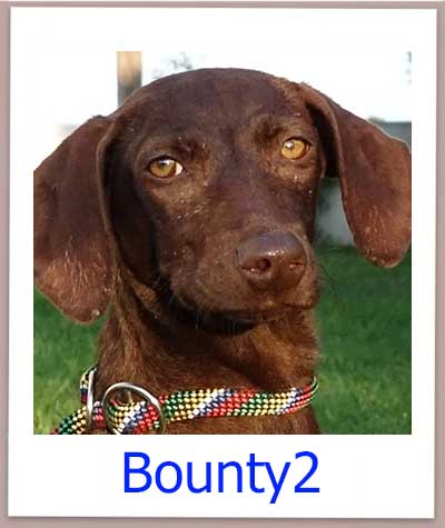 Bounty2 Tierschutz Zypern Hund prof
