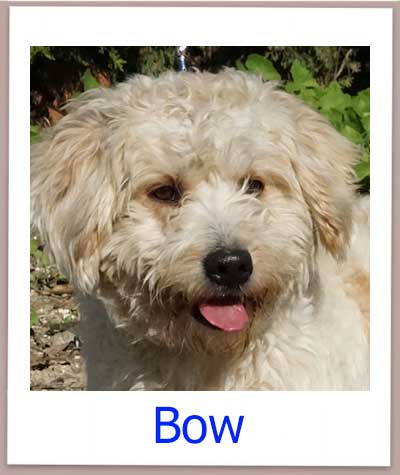 Bow Tierschutz Zypern Hund prof