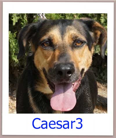 Caesar3 Tierschutz Zypern Hund prof