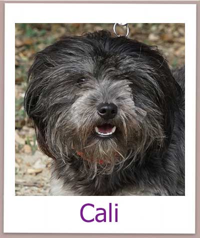 Cali Tierschutz Zypern Hund prof