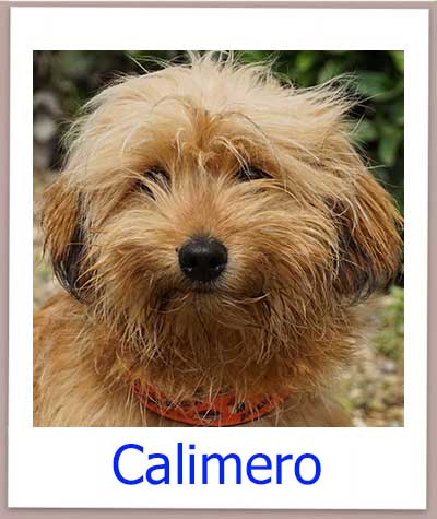 Calimero Tierschutz Zypern Hund prof