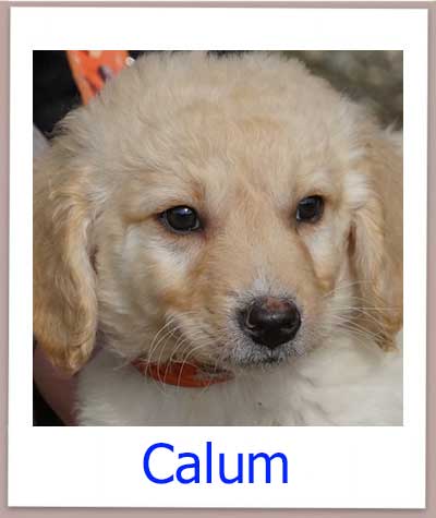 Calum Tierschutz Zypern Hund prof 1