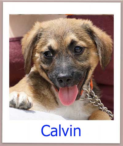 Calvin Tierschutz Zypern Hund prof 1