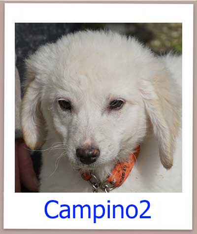Campino2 Tierschutz Zypern Hund prof 1