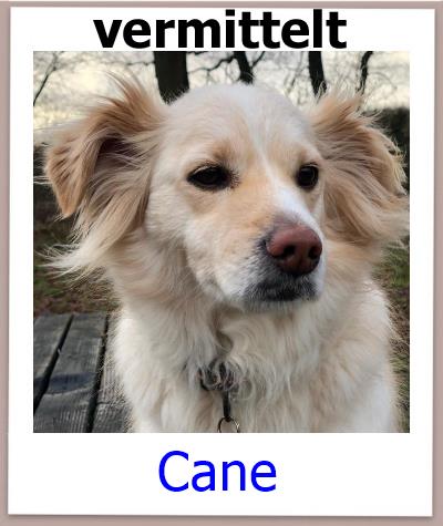 Cane Tierschutz Zypern Hund vermittelt 3