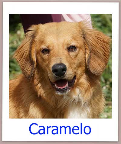 Caramelo Tierschutz Zypern Hund prof