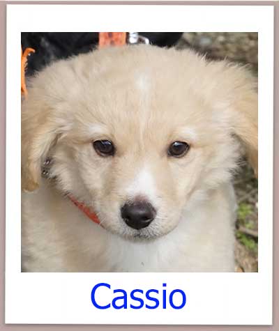 Cassio Tierschutz Zypern Hund prof 1