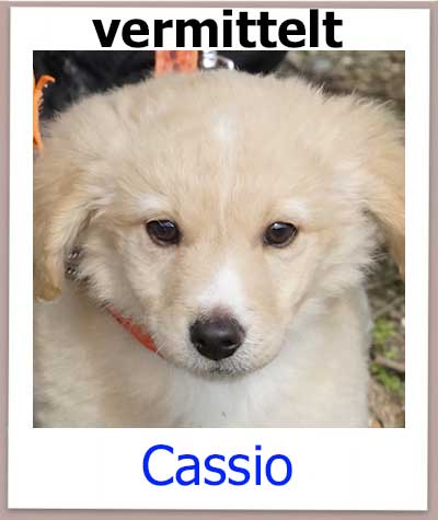 Cassio Tierschutz Zypern Hund vermittelt 1