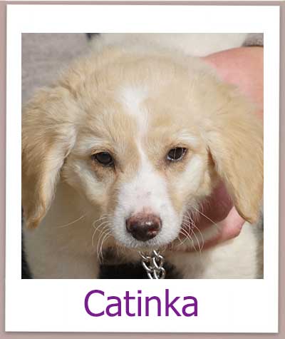Catinka Tierschutz Zypern Hund prof 1