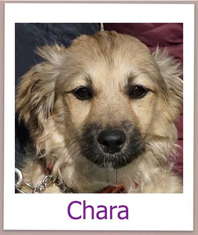 Chara Tierschutz Zypern Hund prof