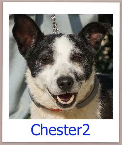 Chester2 Tierschutz Zypern Hund prof