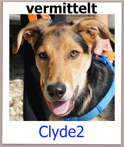 Clyde2 Tierschutz Zypern Hund vermittelt