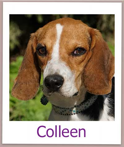 Colleen Tierschutz Zypern Hund prof