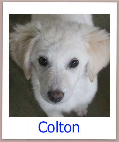 Colton Tierschutz Zypern Hund prof 2