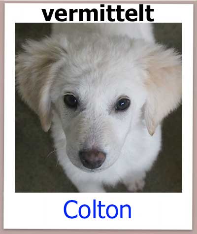 Colton Tierschutz Zypern Hund vermittelt 2