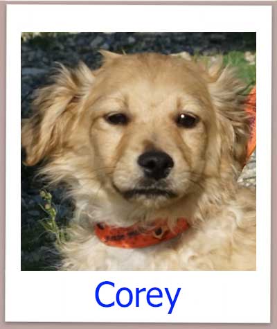 Corey Tierschutz Zypern Hund prof