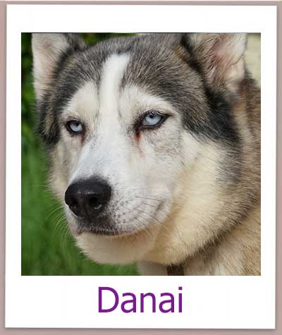 Danai Tierschutz Zypern Hund prof