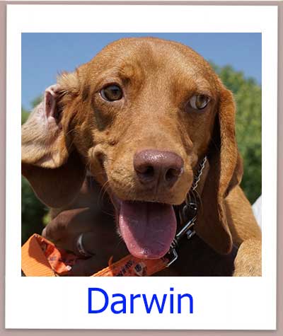 Darwin Tierschutz Zypern Hund prof