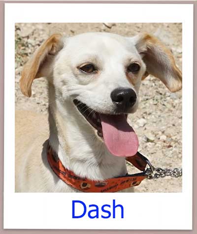 Dash Tierschutz Zypern Hund prof