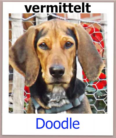 Doodle Tierschutz Zypern Hund vermittelt 3
