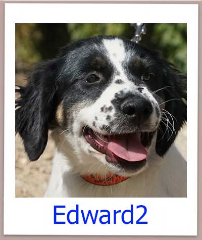 Edward2 Tierschutz Zypern Hund prof