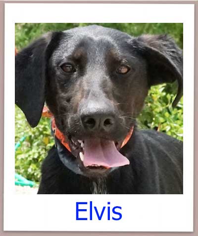 Elvis Tierschutz Zypern Hund prof