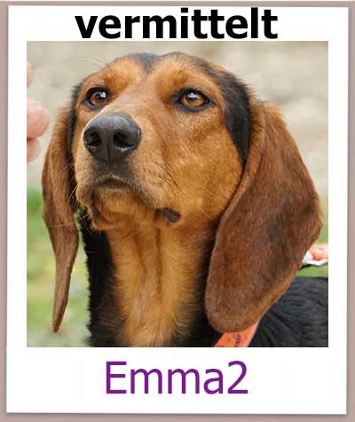 Mischling aus dem Tierheim Zypern hat ein Zuhause gefunden.