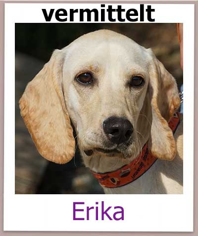 Erika Tierschutz Zypern Hund vermittelt