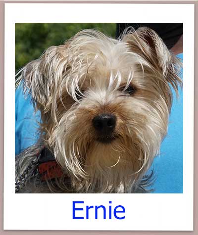 Ernie Tierschutz Zypern Hund prof
