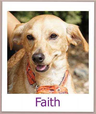 Faith Tierschutz Zypern Hund prof 1