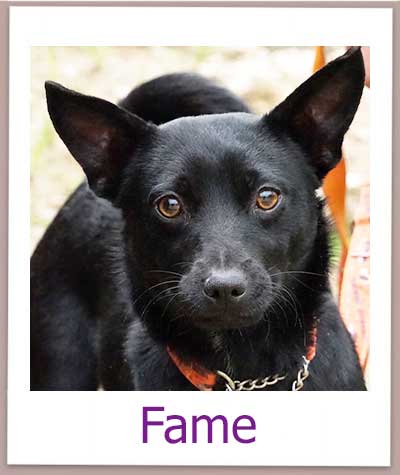 Fame Tierschutz Zypern Hund prof