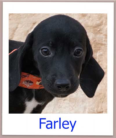 Farley Tierschutz Zypern Hund prof
