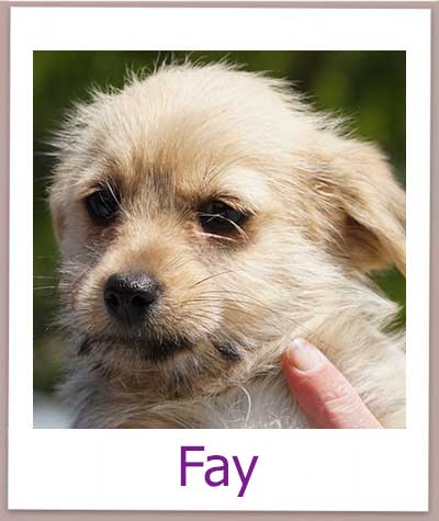 Fay Tierschutz Zypern Hund prof
