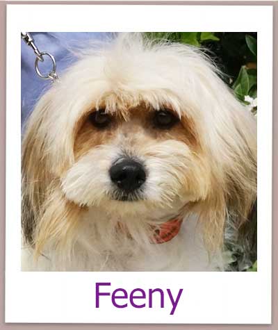 Feeny Tierschutz Zypern Hund prof