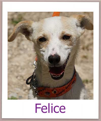 Felice Tierschutz Zypern Hund prof