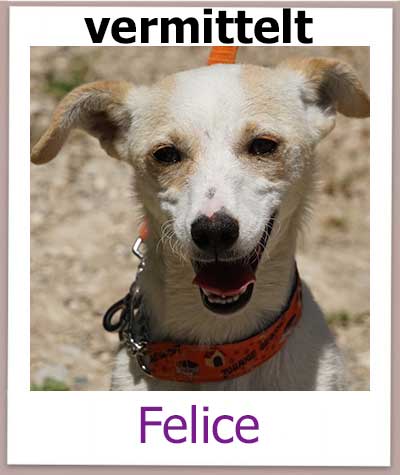 Felice Tierschutz Zypern Hund vermittelt