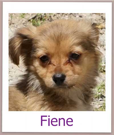 Fiene Tierschutz Zypern Hund prof