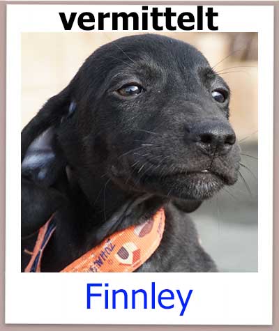 Finnley Tierschutz Zypern Hund vermittelt